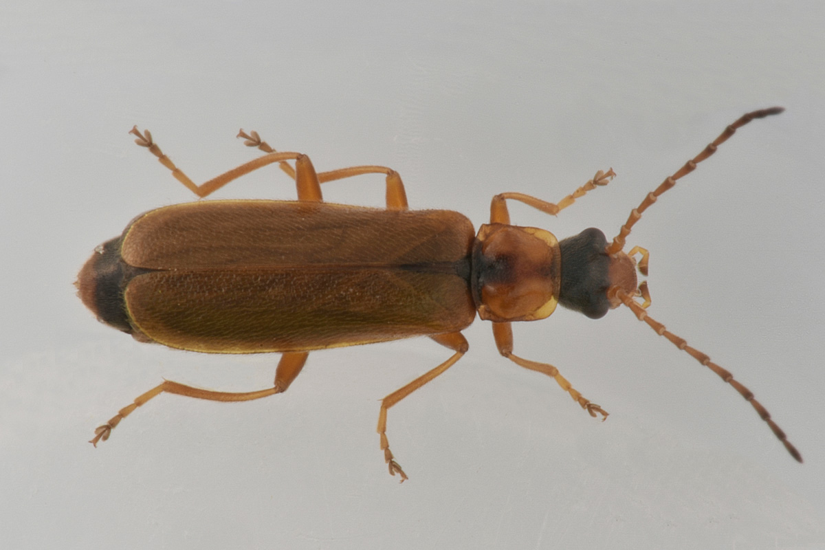 Cantharidae: Rhagonycha cfr. pedemontana